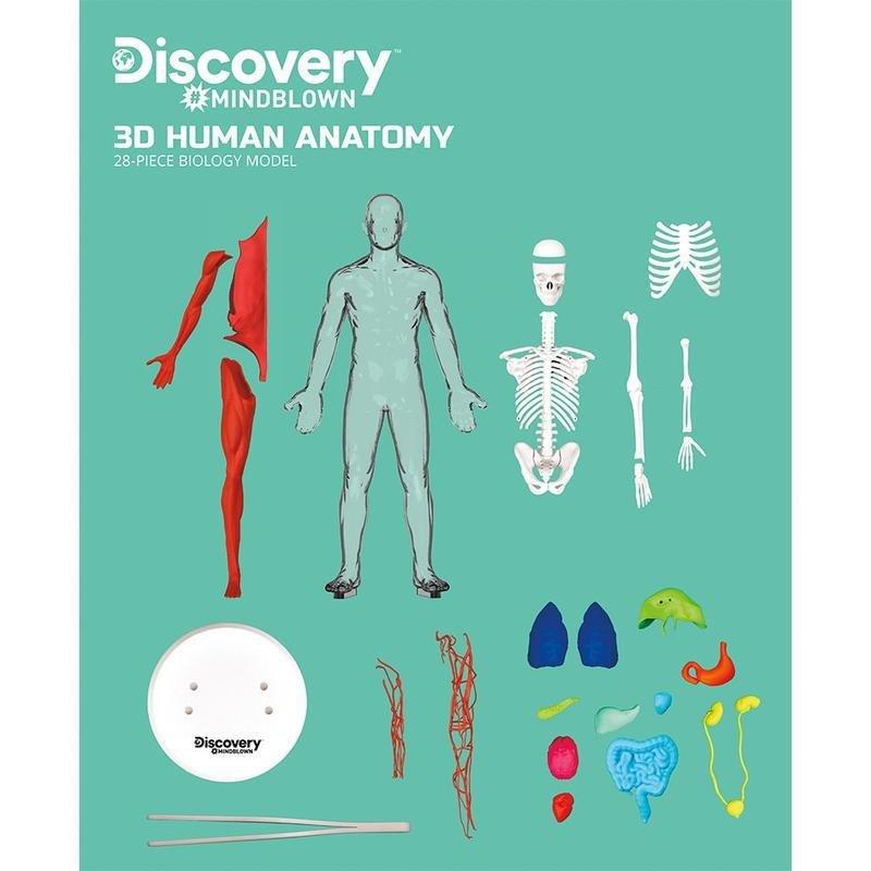 Discovery Mindblown 3D Human Anatomy 28-Piece Biology Model, , large image number 5