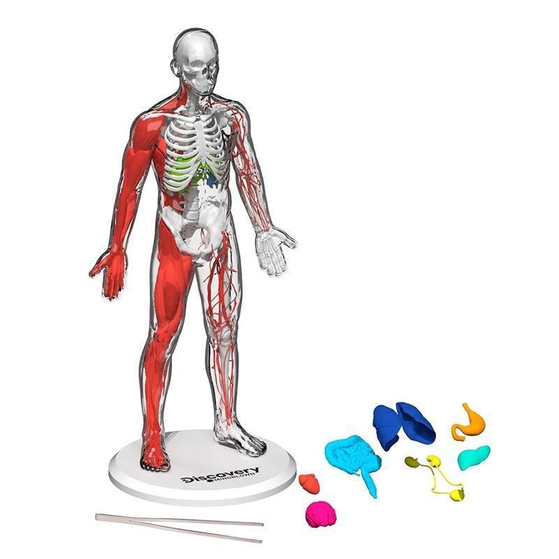 Discovery Mindblown 3D Human Anatomy 28-Piece Biology Model, , large image number 6