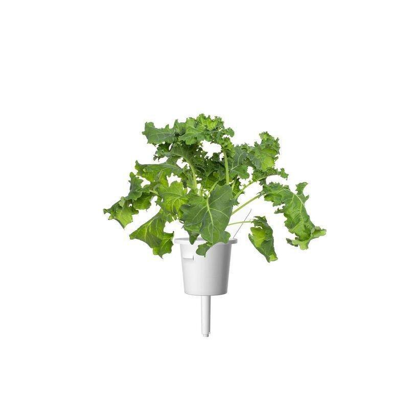 Click & Grow Green Kale Smart Garden refill (Pack 0f 3), , large image number 0