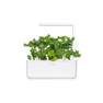 CLICK & GROW - Click & Grow Green Kale Smart Garden refill (Pack 0f 3)