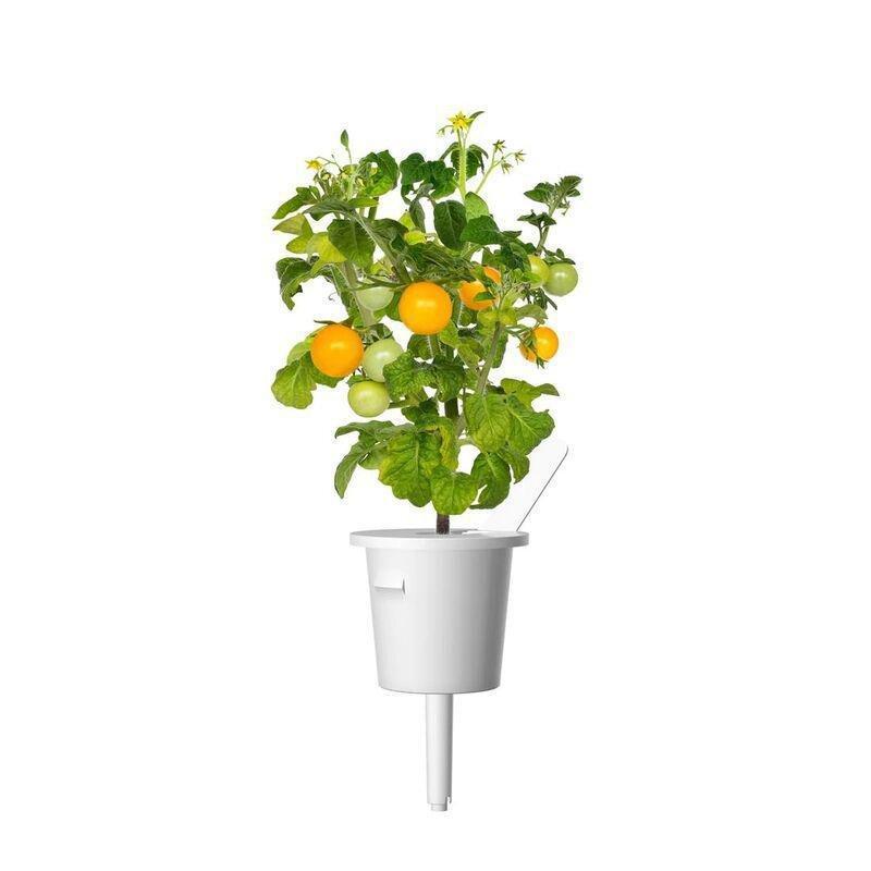 Click & Grow Yellow Mini Tomato Smart Garden refill (Pack 0f 3), , medium