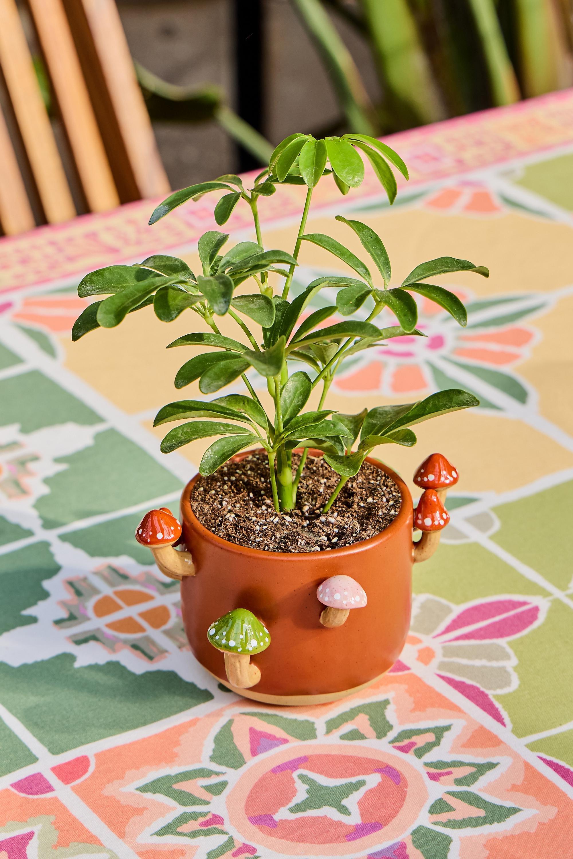 Brown Sprouting Mushroom Planter, A301_0224, large image number 0