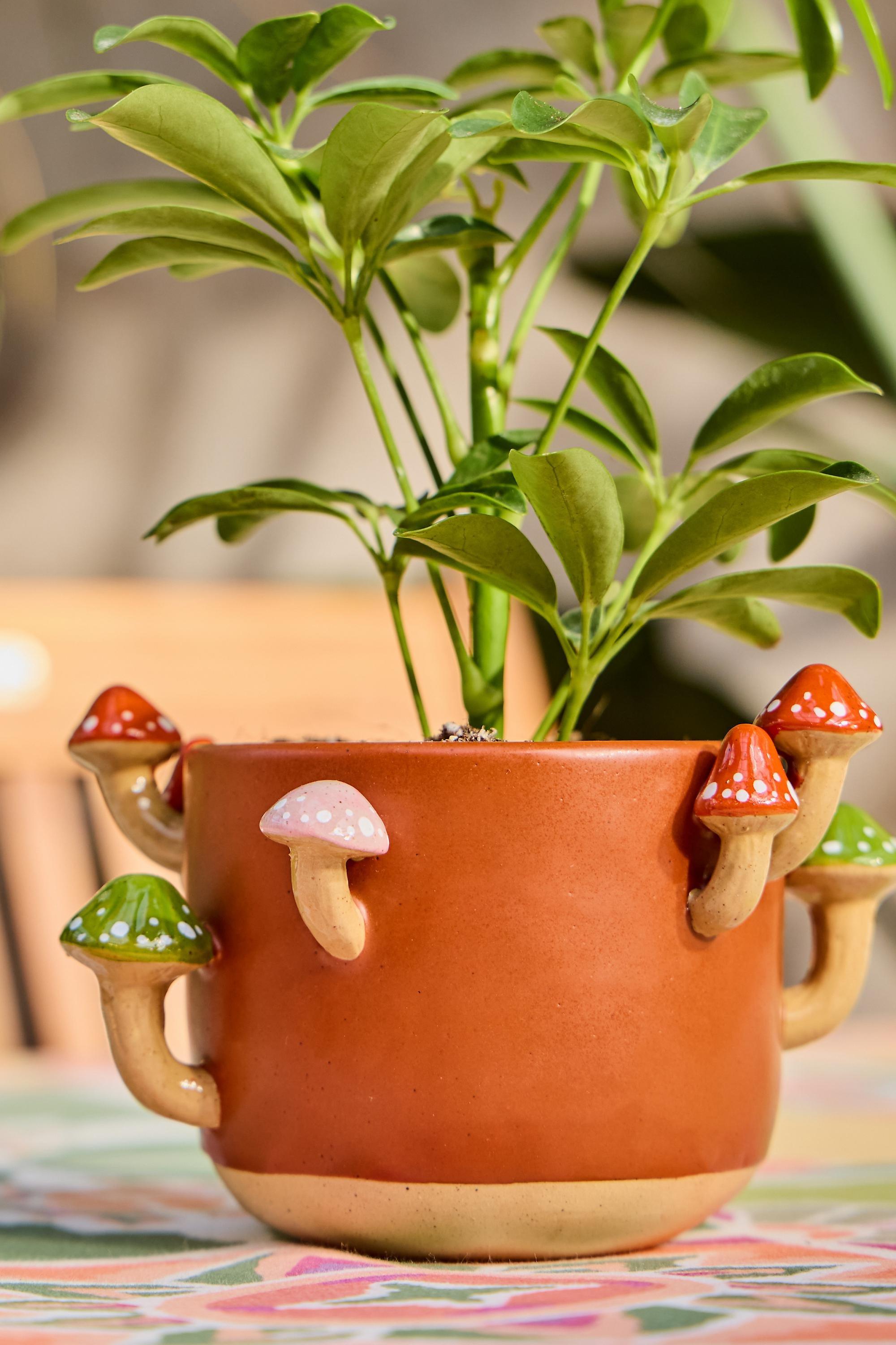 Brown Sprouting Mushroom Planter, A301_0224, large image number 2