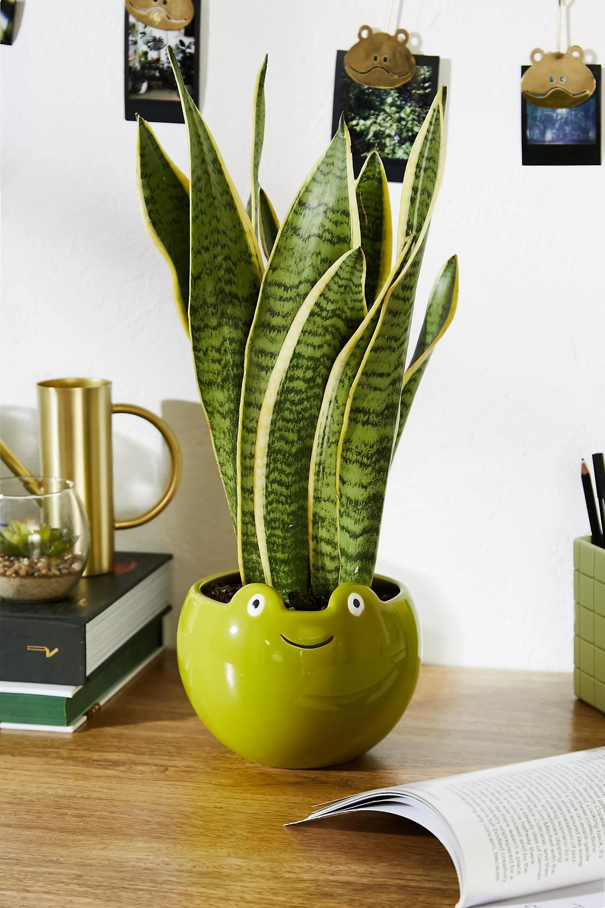 Green Froggy Plant Pot, GRN, large image number 0