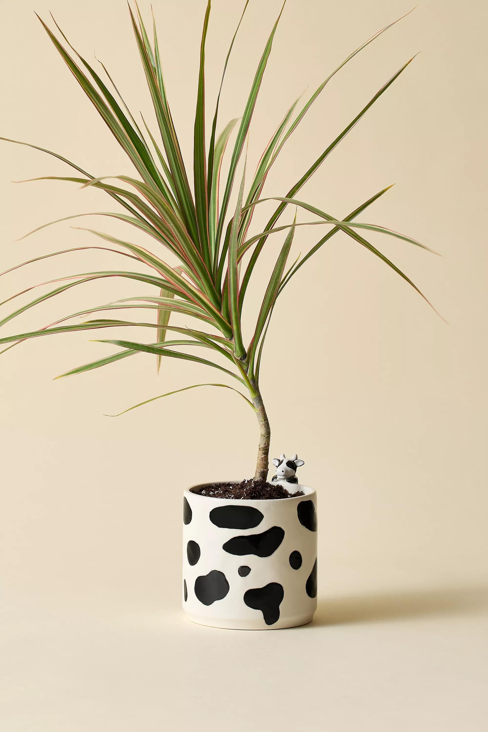 White Peeking Cow Planter, , medium